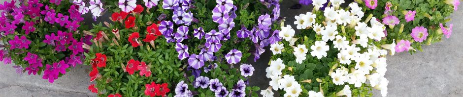 Header Image Sven Magnussen