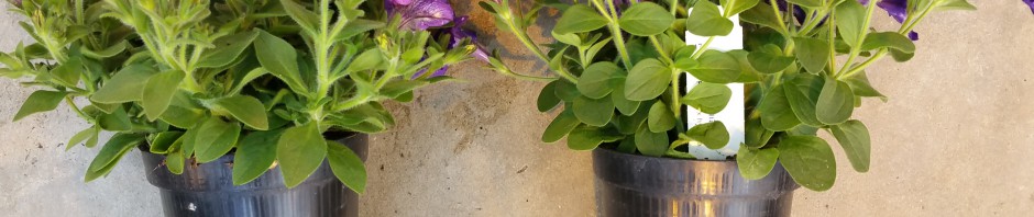 Header Image Sven Magnussen