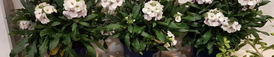 Header Image Sven Magnussen