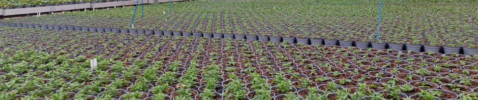 Header Image Sven Magnussen