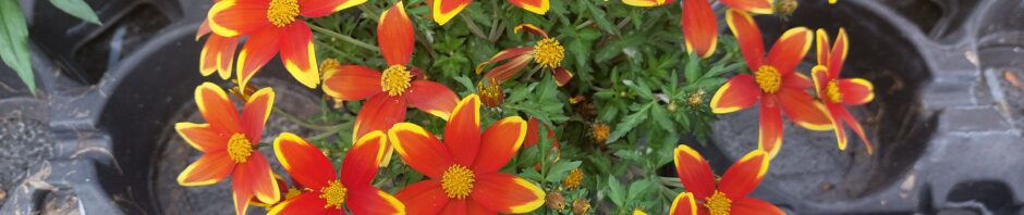 Header Image Sven Magnussen