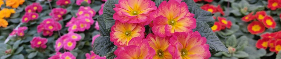 Header Image Sven Magnussen