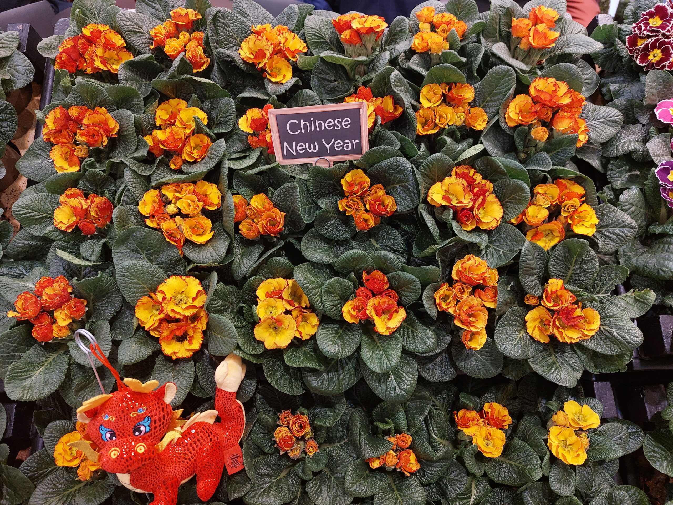 Header Image Sven Magnussen