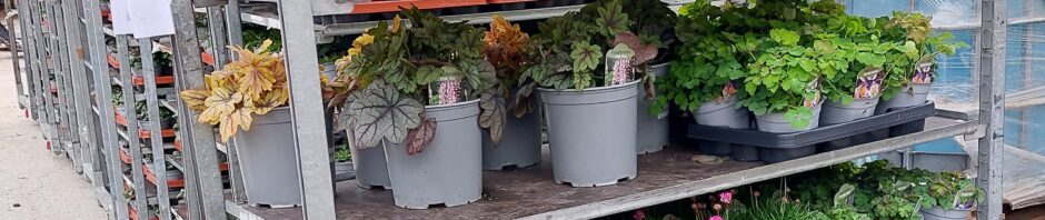 Header Image Sven Magnussen