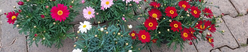 Header Image Sven Magnussen