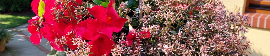 Header Image Sven Magnussen