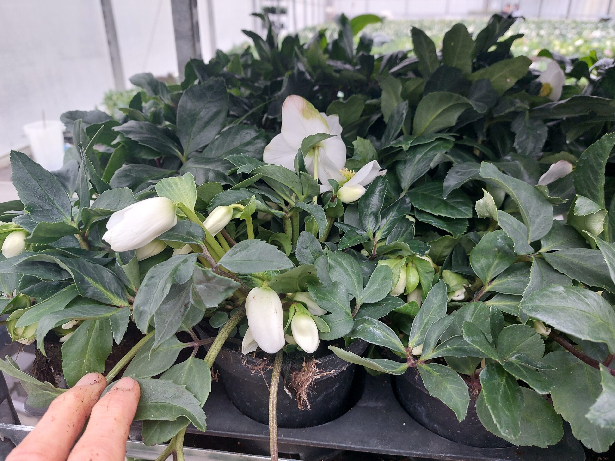 Ein gutes Jahr mit Helleborus 'Advent Star'! - Sven Magnussen