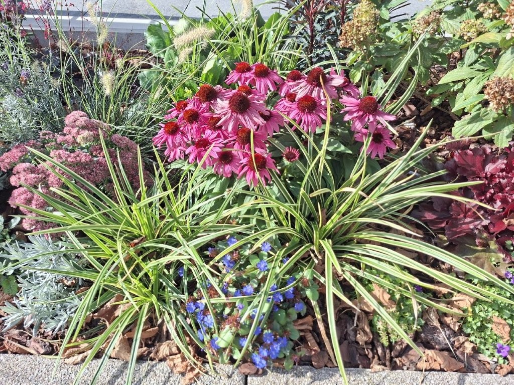 Echinacea ‚SunMagic‘ auch im Herbst