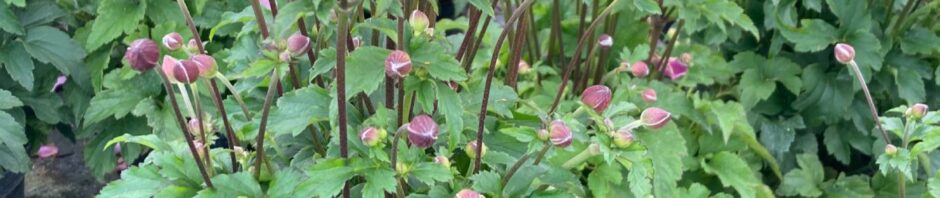 Header Image Sven Magnussen