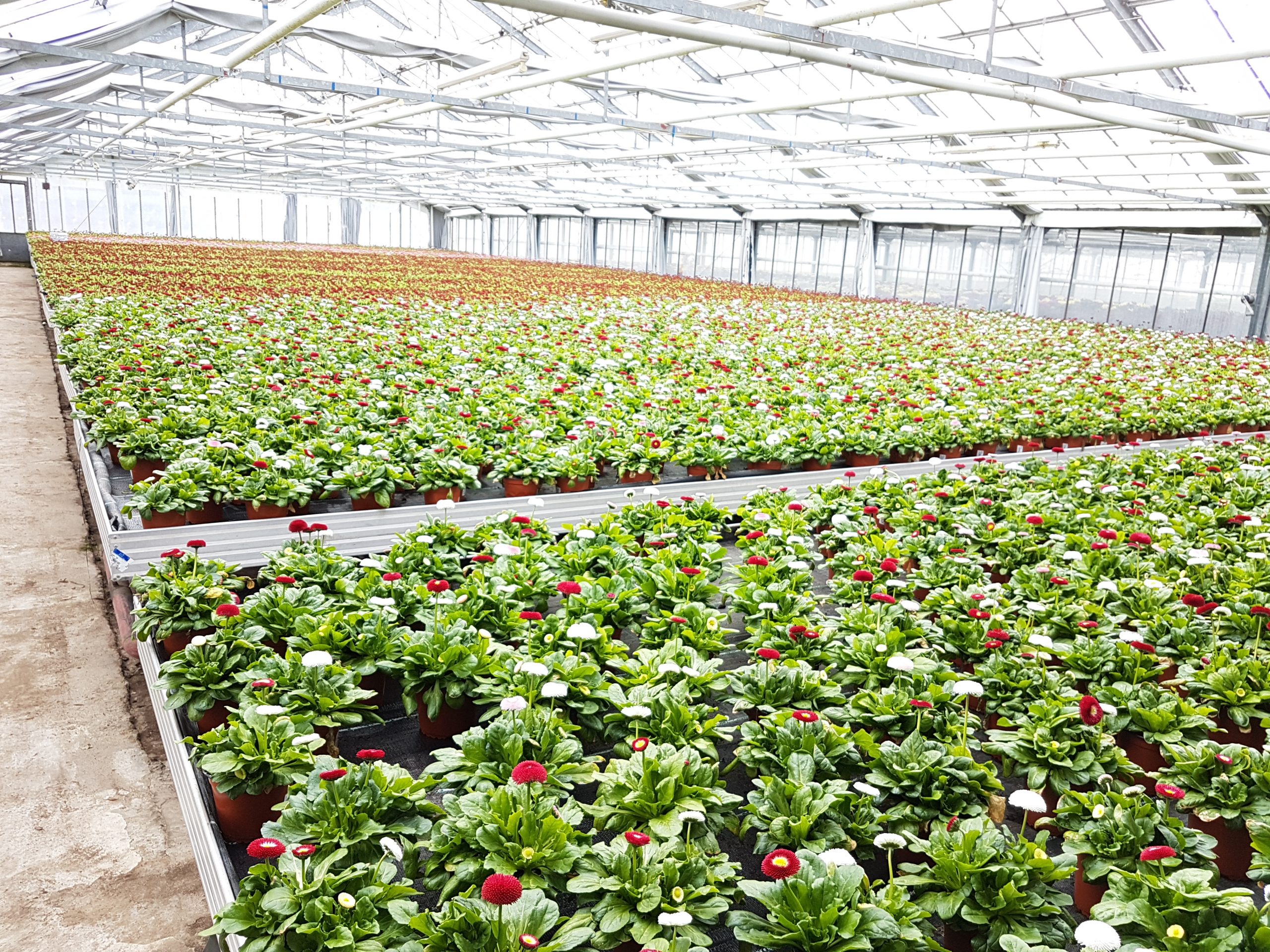 Header Image Sven Magnussen