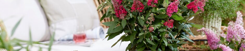 Header Image Sven Magnussen