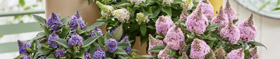 Header Image Sven Magnussen