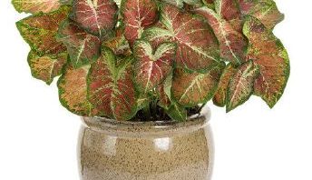 Header Image Sven Magnussen