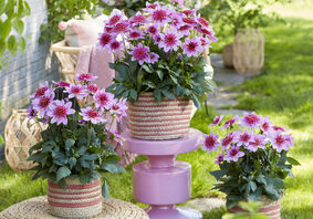 Header Image Sven Magnussen