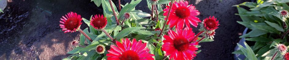 Header Image Sven Magnussen