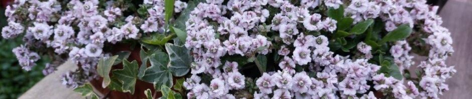 Header Image Sven Magnussen