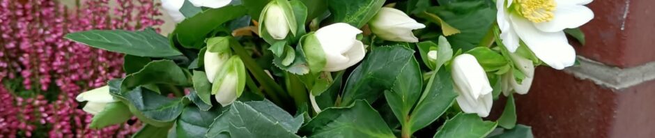 Header Image Sven Magnussen