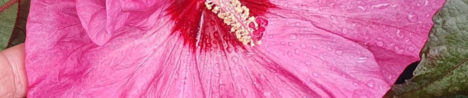 Header Image Sven Magnussen