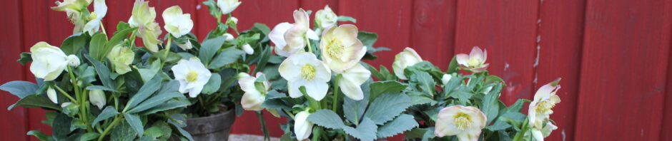 Header Image Sven Magnussen