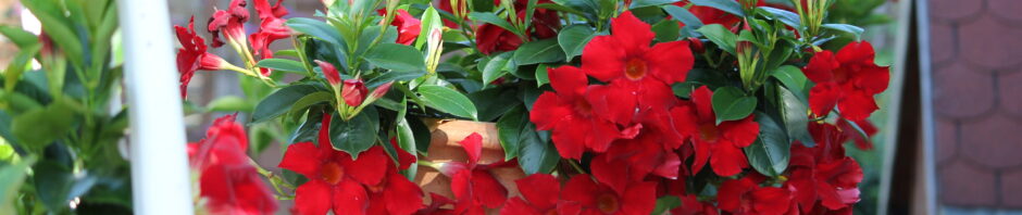 Header Image Sven Magnussen