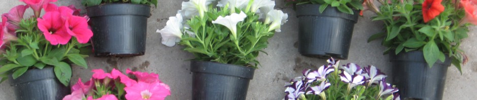 Header Image Sven Magnussen