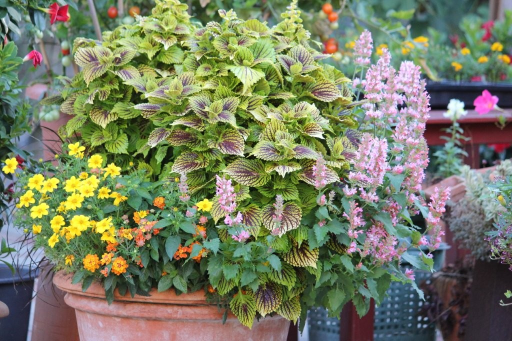 Agastache ‚Pink Pearl‘ ist eine Perle