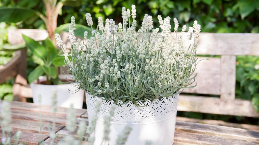 Florensis Stauden und Pantone’s ‚Cloud Dancer‘