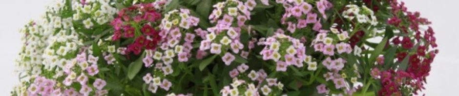 Header Image Sven Magnussen