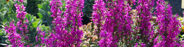 Header Image Sven Magnussen