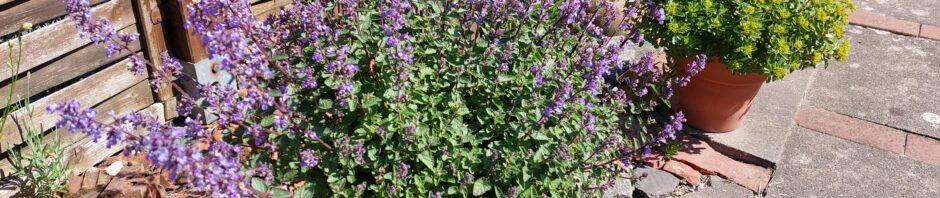 Header Image Sven Magnussen