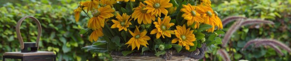 Header Image Sven Magnussen