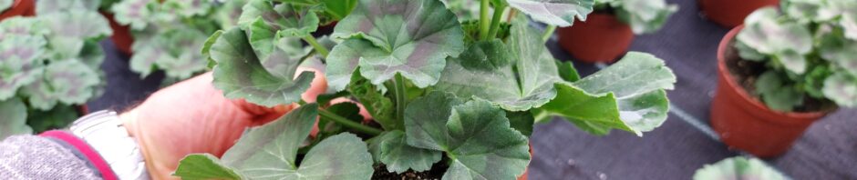 Header Image Sven Magnussen