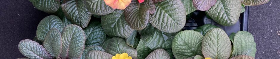 Header Image Sven Magnussen