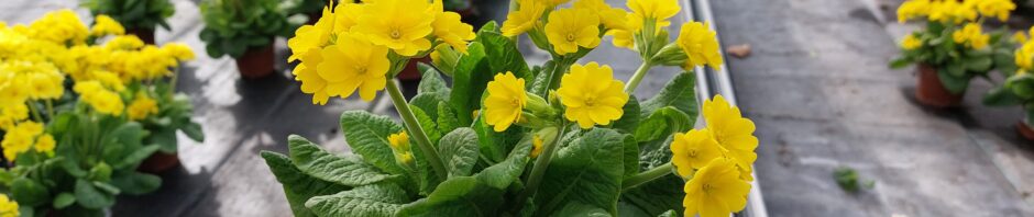 Header Image Sven Magnussen