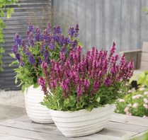 Header Image Sven Magnussen