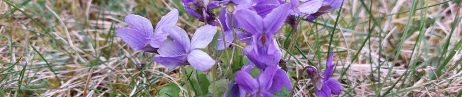 Header Image Sven Magnussen